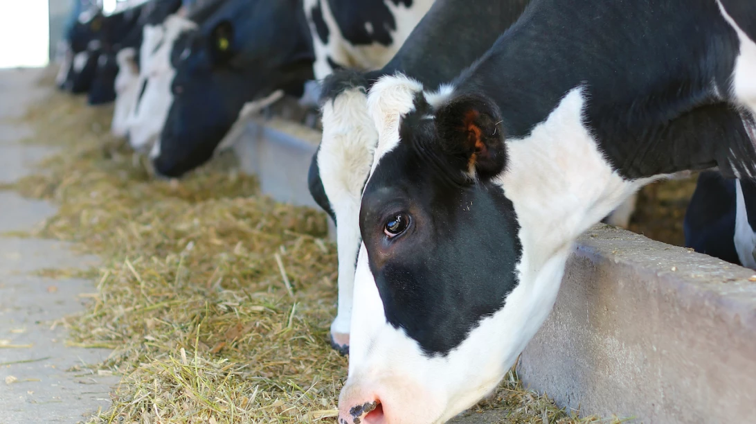 Vache Holstein s'alimente de foin sec.