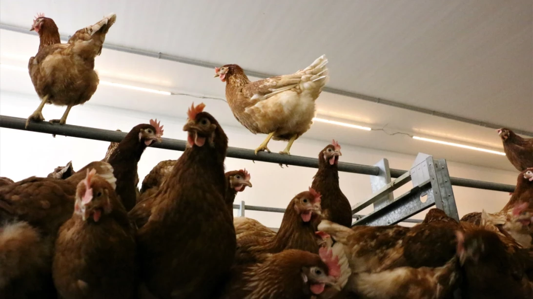 Poules