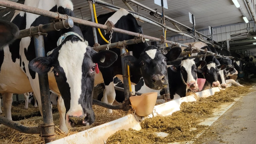 Vaches Holstein mangeant