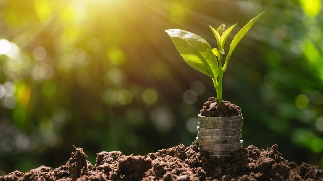 Une plante pousse dans des sous