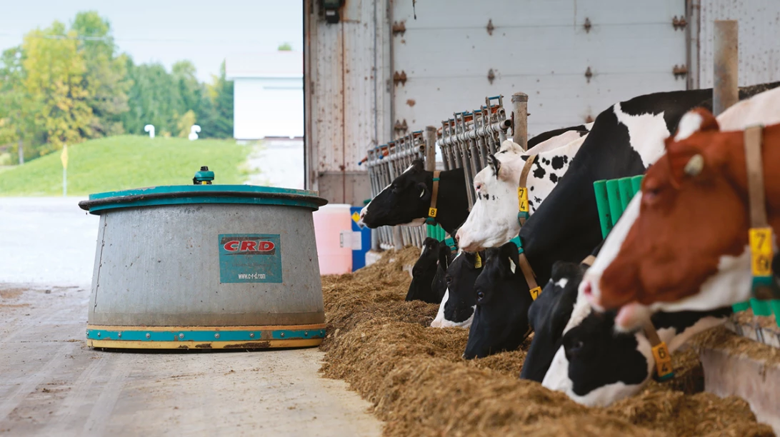 Robot autonome CRD à côté de vaches laitières mangeant