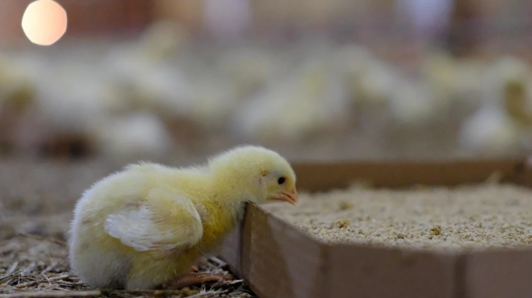 Poussin mangeant dans une boîte