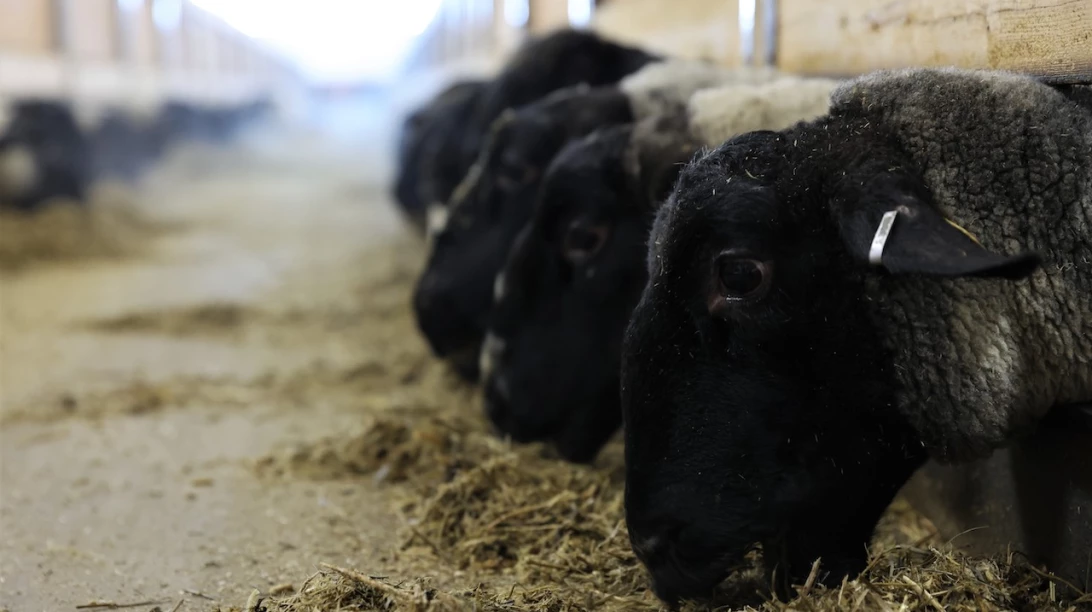 Des moutons s'alimentent de fourrages