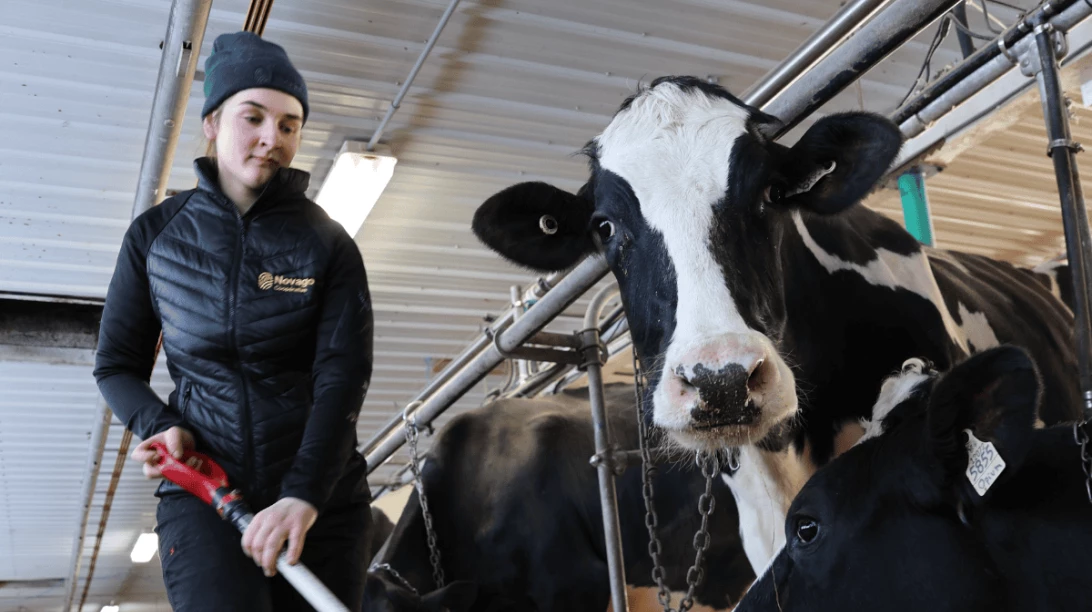Marie St-Amant qui travaille à repousser l'ensillage