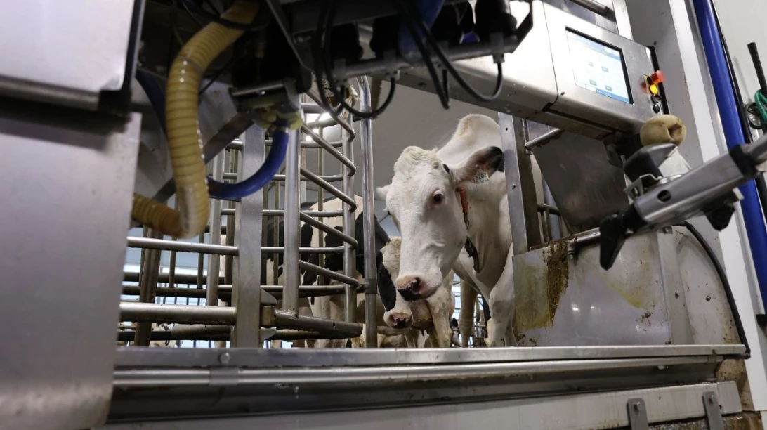 Une vache s'avance dans un robot de traite