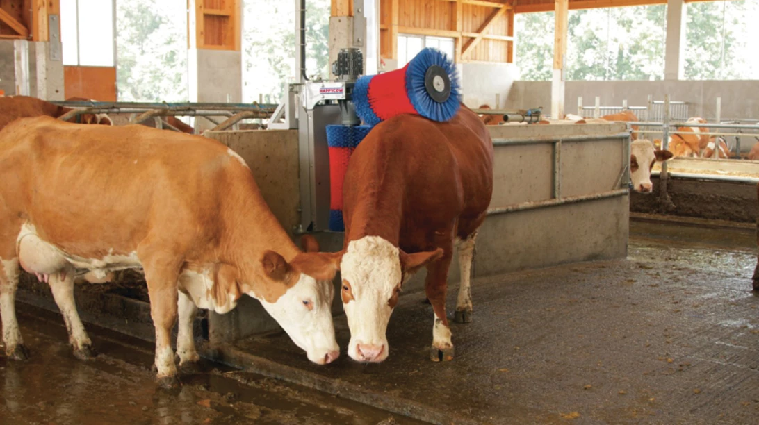 Vaches se faisant brosser par des brosses HAPPYCOW