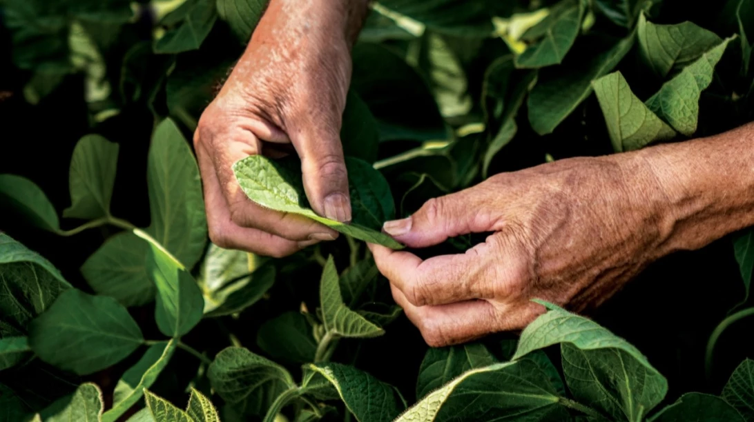 Mains dans un champ de soya
