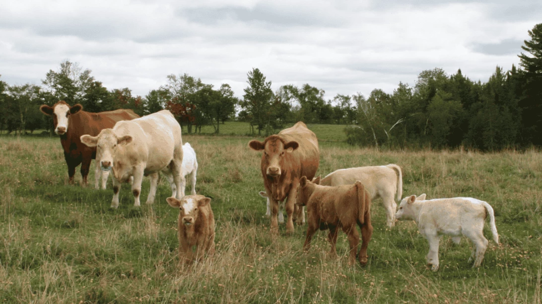 Des vaches de boucherie et leur veau