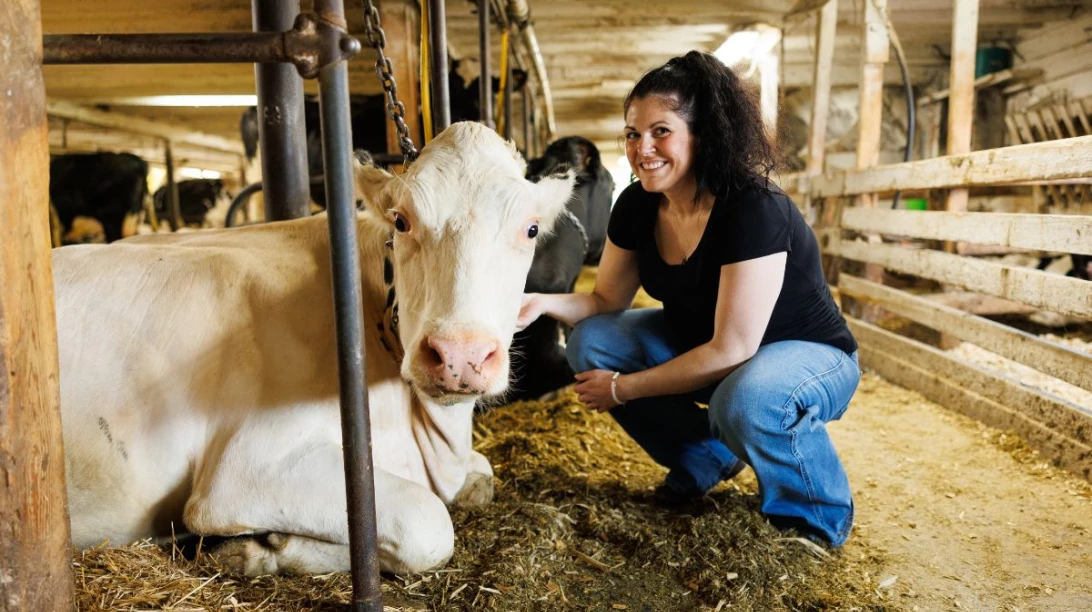 Lawrence Boucher Brière accroupie à côté d'une vache