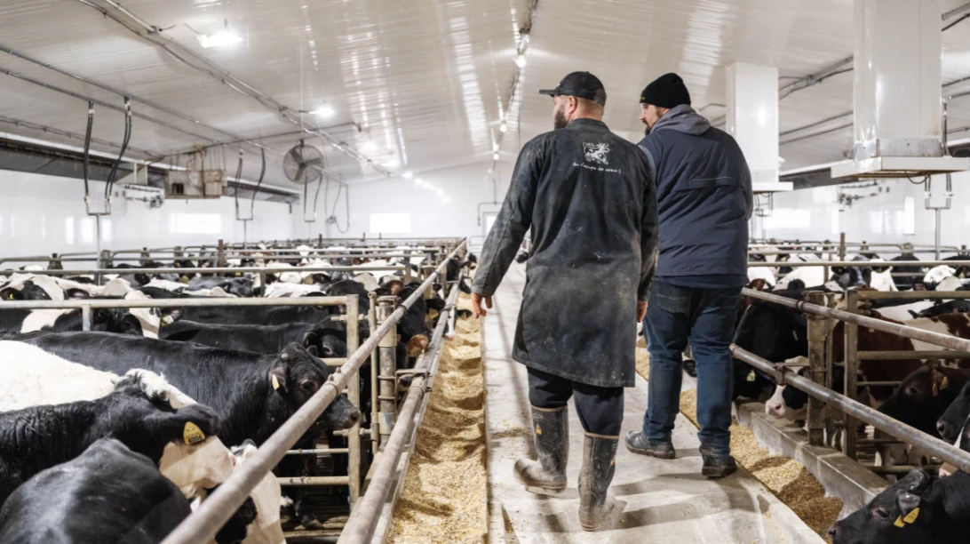 Deux-producteurs laitiers marchant dans une étable avec des vaches holstein