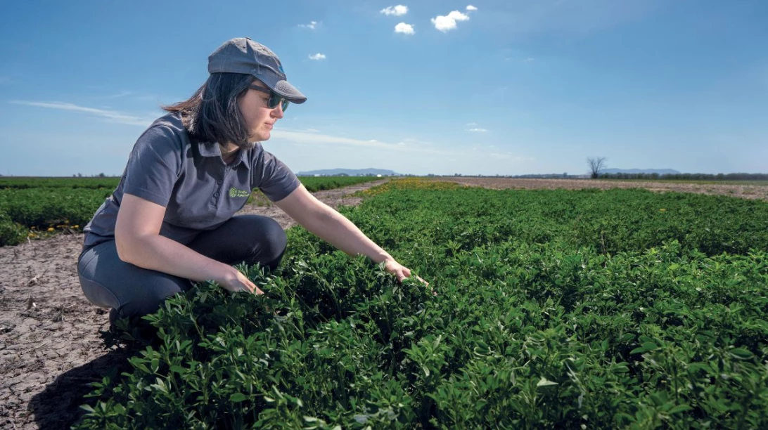 Agronome regardant un champ à la Ferme de recherche de Sollio Agriculture