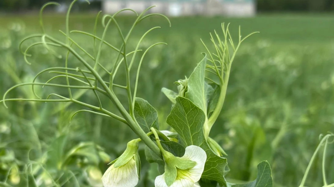 Cultures de couverture avec un bâtiment en fond