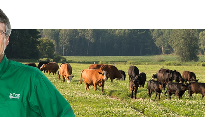 Photo de Bruno Langlois avec un image de vaches en arrière-plan.