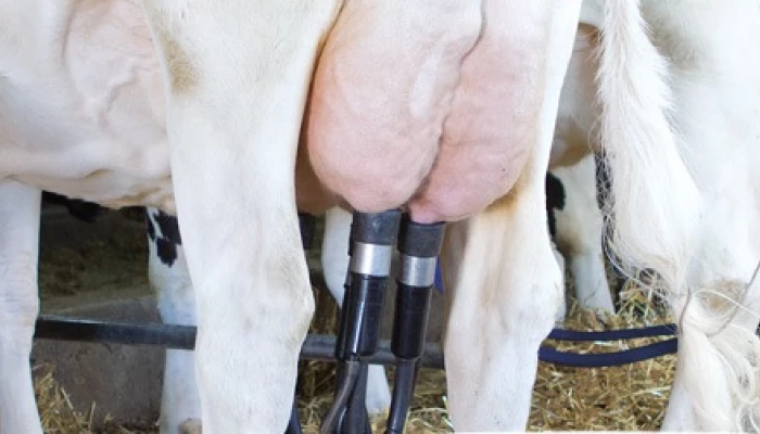 Vaches en lactation