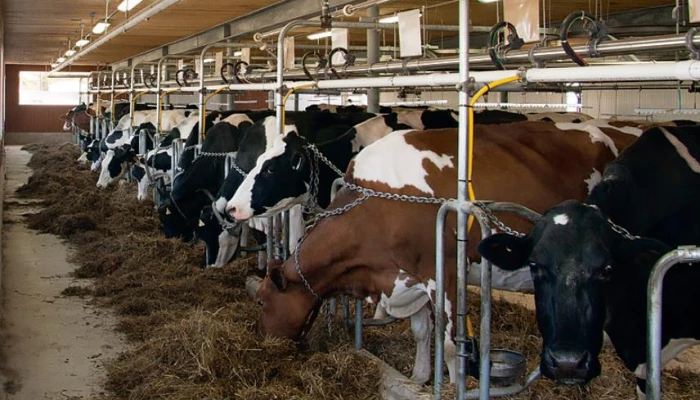 Image de vaches en train de se nourrir.