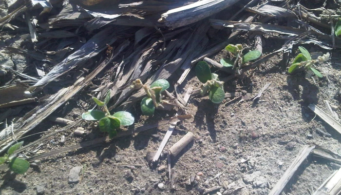 Plantes de soya endommagées par le gel au sol.