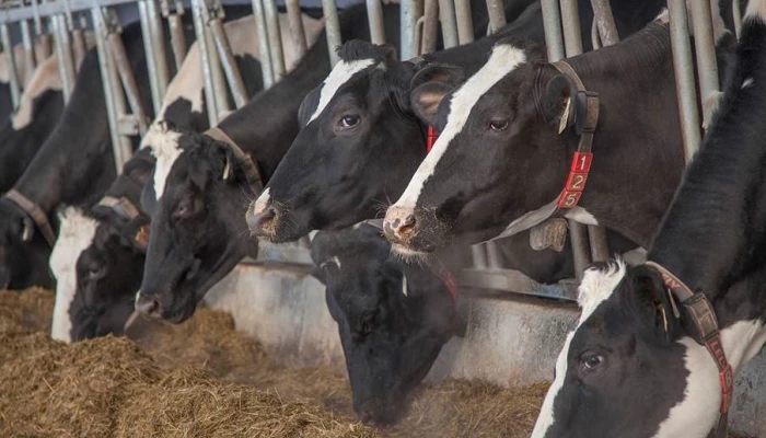 Vaches en train de manger.