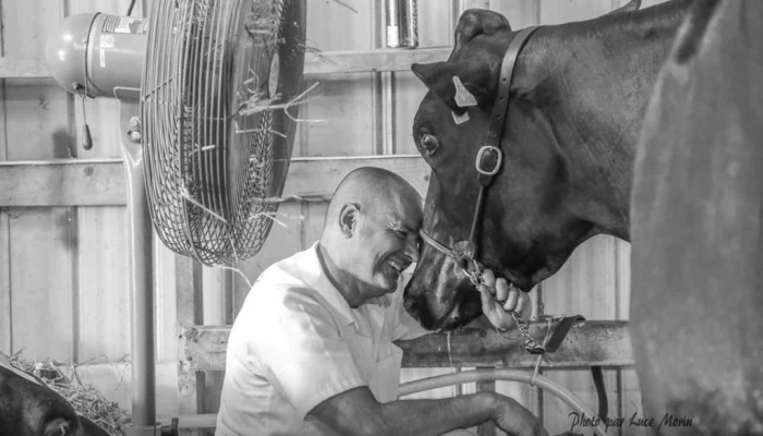 Photo de Philippe Couture semblant visiblement heureux en collant sa tête sur celle d'une vache.