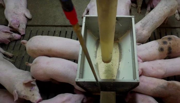 Photo de porcins en train de se nourrir.