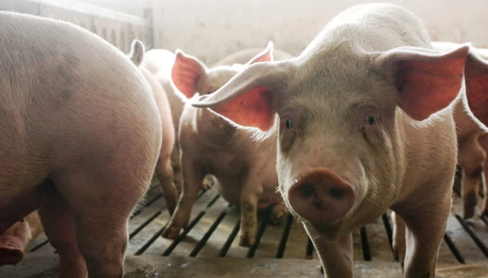 Plusieurs porcins dans un enclos.