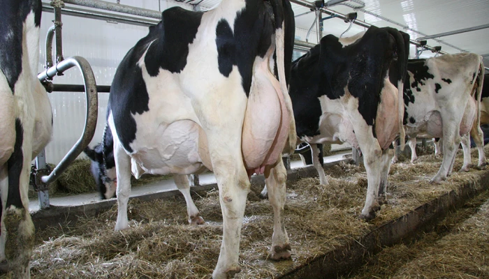 Vaches