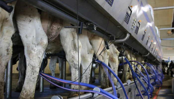 Vaches en lactation.