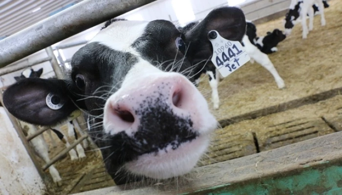 Vaches