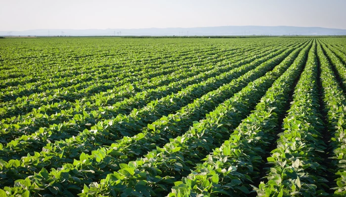 Champs de soya