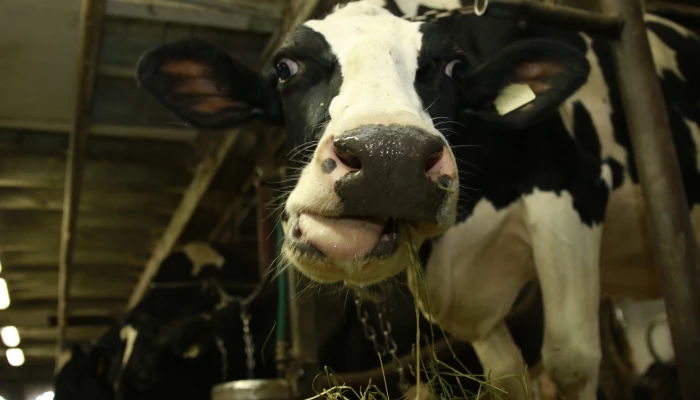 Vaches en train de manger.