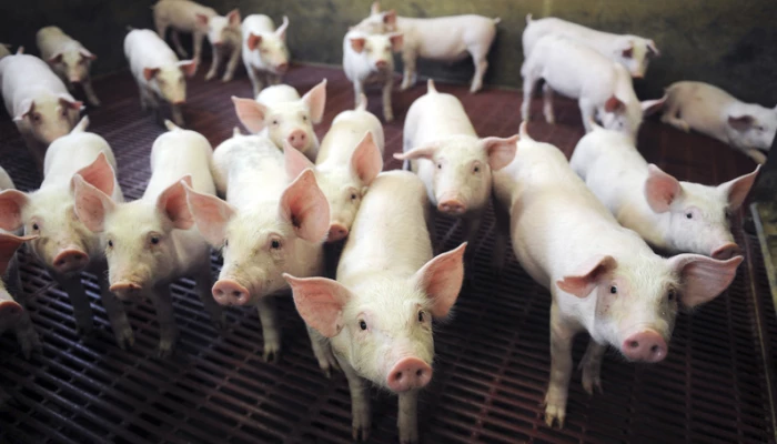 Plusieurs porcins dans un enclos.
