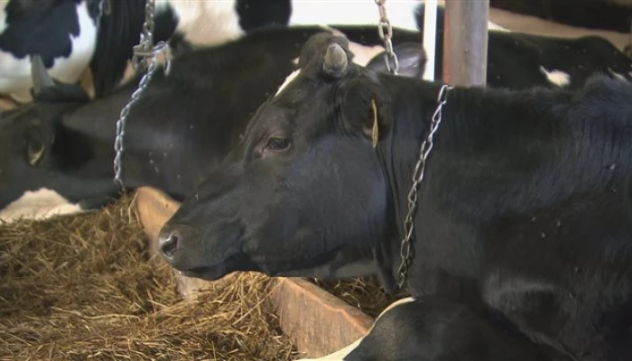 Vaches
