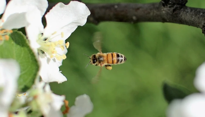 Abeille