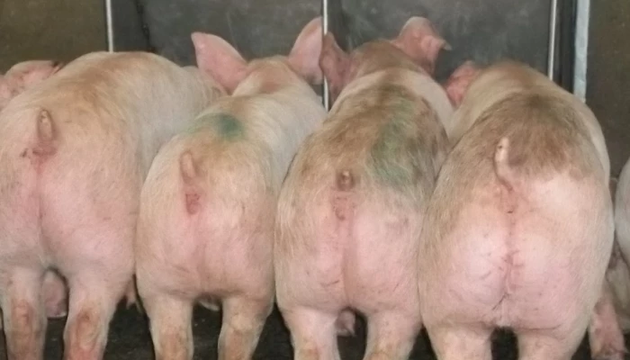 Cochons à l'abattoir.
