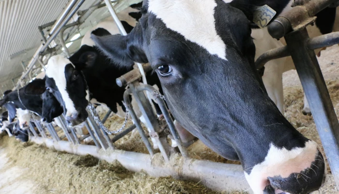 Vaches laitières.