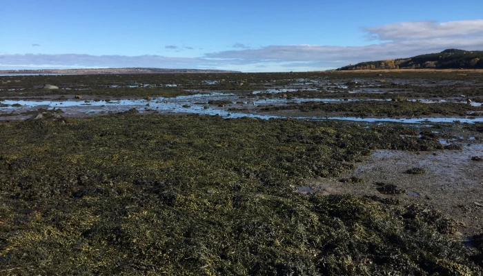 organicocean