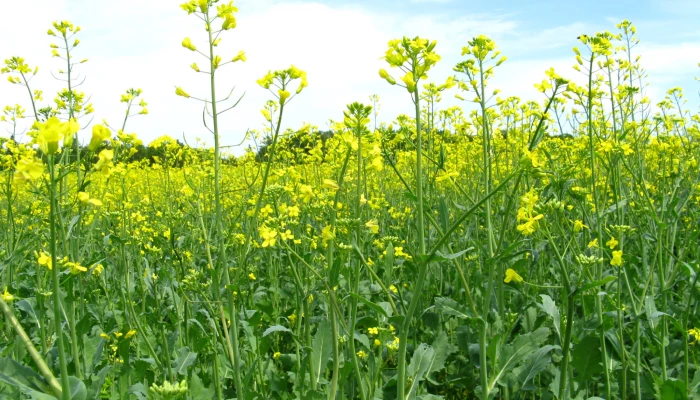 canola2