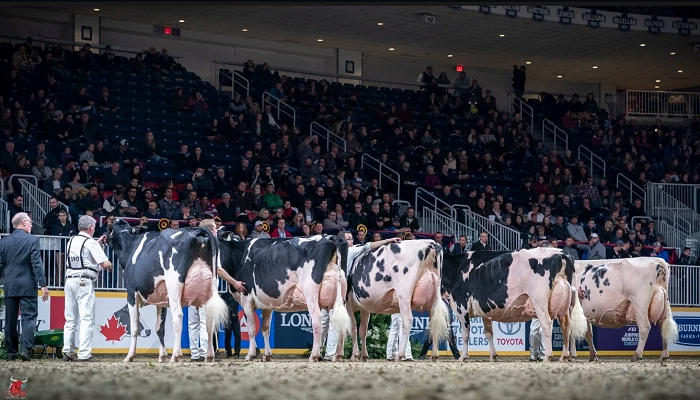 Championnat Holstein