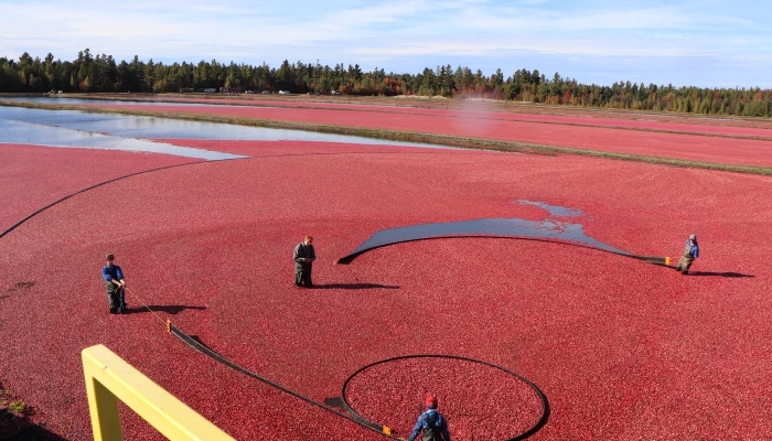 Les canneberges chez les Côté  une histoire de famille