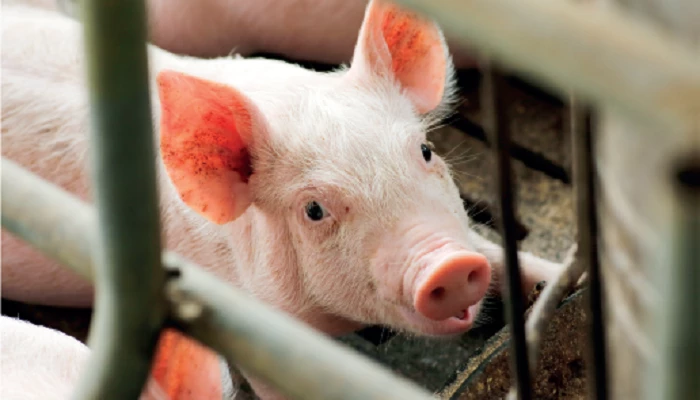 Porcins dans une cage.