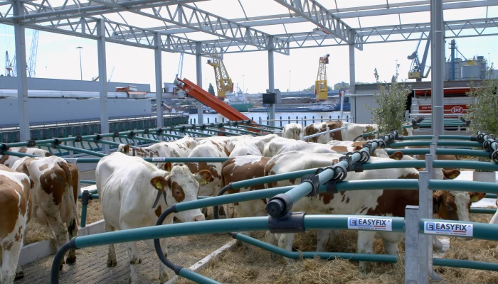 Des vaches sur une ferme flottante.