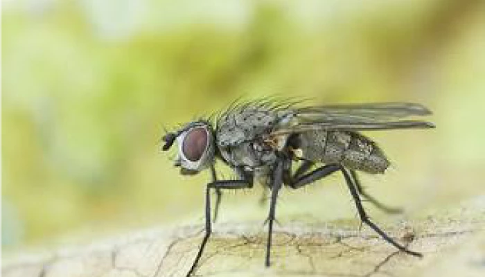 la mouche du chou si petite et si nuisible