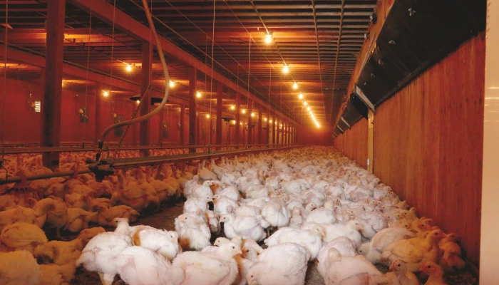 Poulets dans un poulailler.