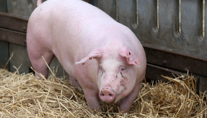 Porc