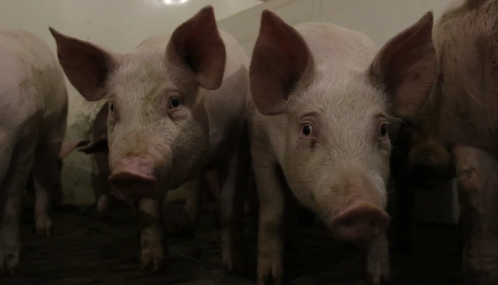 Plusieurs porcins à l'intérieur d'un bâtiment.