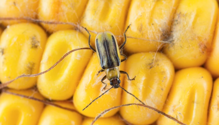 Insecte sur épis de maïs