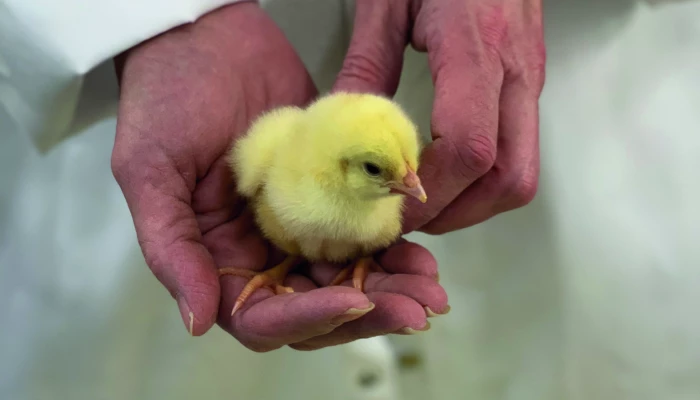 quand le sexage devient moins sexy