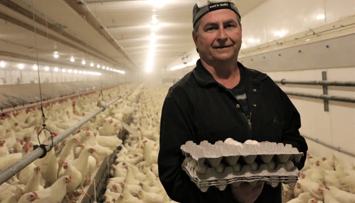 Homme ramassant des oeufs.