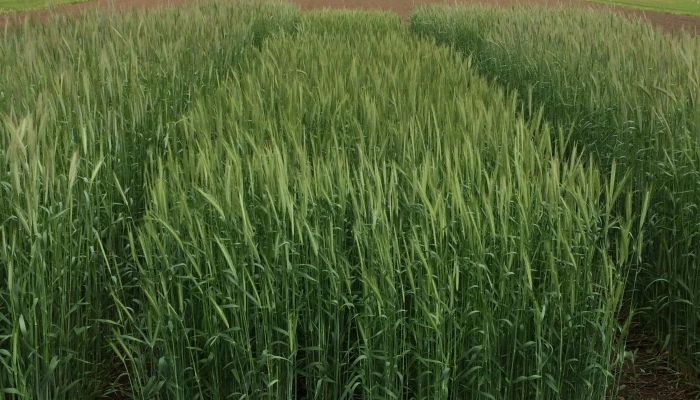 les-avantages-du-seigle-hybride