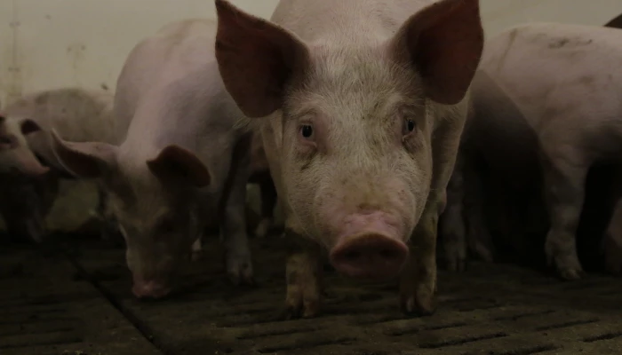 Porcins en train de se nourrir.