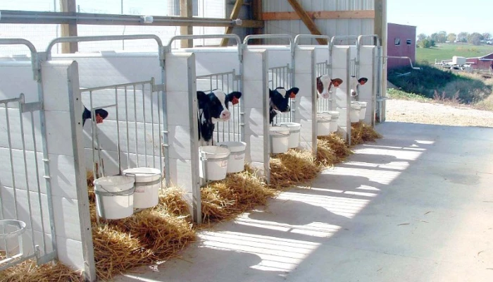 Cases à veaux Comfy Calf.